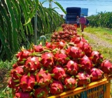 Don't let dragon fruit exports to the EU go to waste