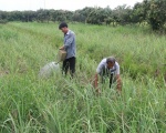 Lemongrass farmers in Tien Giang Province encouraged to expand output, diversify products